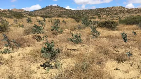 Girmay Gebru, BBC Tree plantation in Tigray province