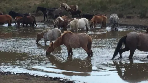 BBC ponies drinking from water