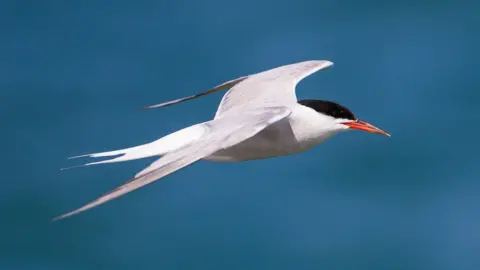 Natural England/Allan Drewitt Common tern