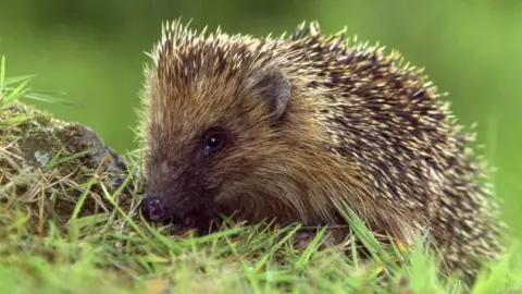 Getty Images A hedgehog