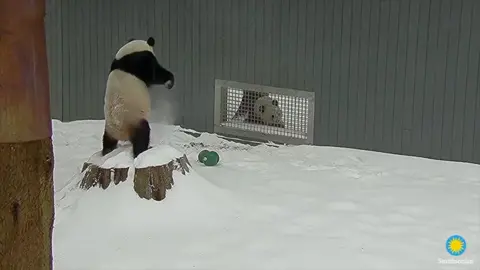 Pandas frolic in the snow.