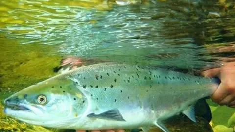 Salmon being released