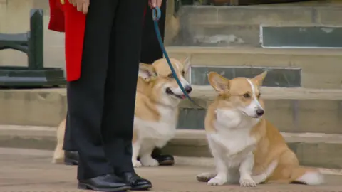 Queen's corgis