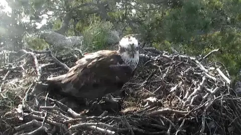 Scottish Wildlife Trust Lassie