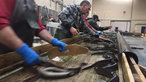 men sort eels