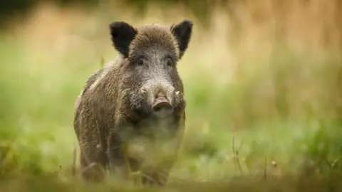 Shutterstock File pic of wild boar