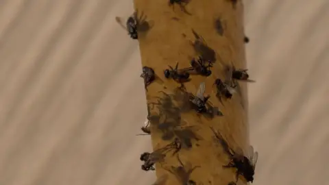 BBC Flies on fly paper