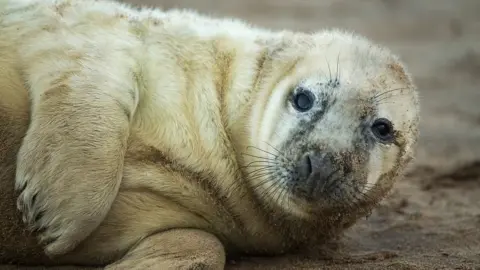 Getty Images Seal pup in Grimsby