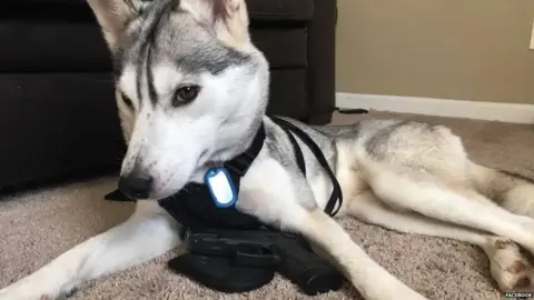 Facebook Husky on facebook