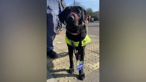 Supplied A black Labrador 