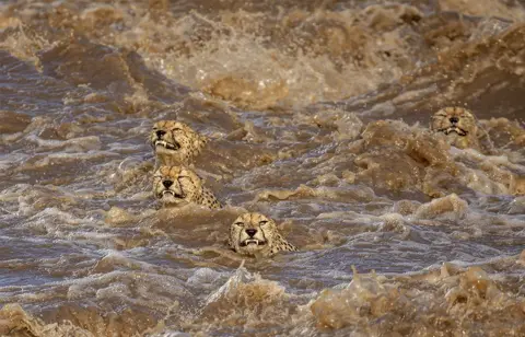 Buddhilini de Soyza/WPY Cheetahs