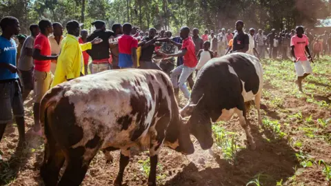 Duncan Moore People scuffling as bulls fight in western Kenya