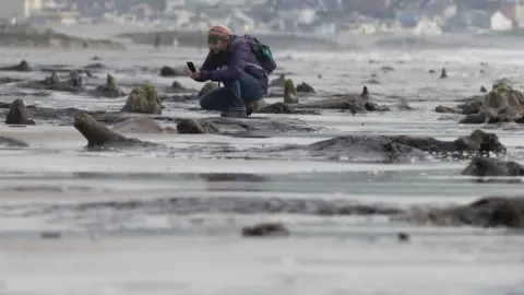 Getty Images Exposed tree stumps of Borth's underwater forest