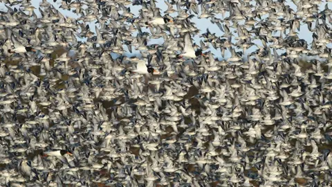 Les Bunyan Knot and oystercatchers in flight at RSPB Snettisham