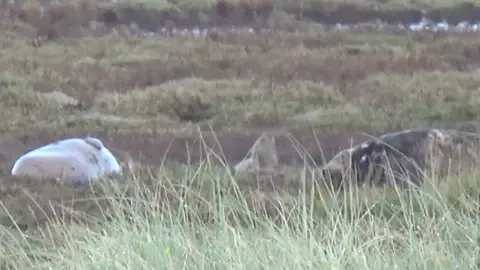 Bruce Martin First pup of the season