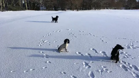 MikeyBarvas Mikeybarvas sent in this picture of dogs on the golf course at Stornoway on the Isle of Lewis