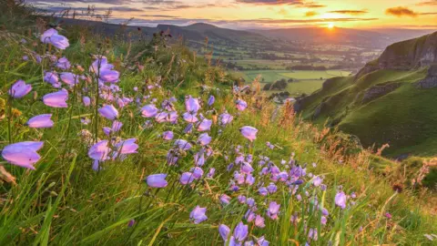 Getty Images Harebells