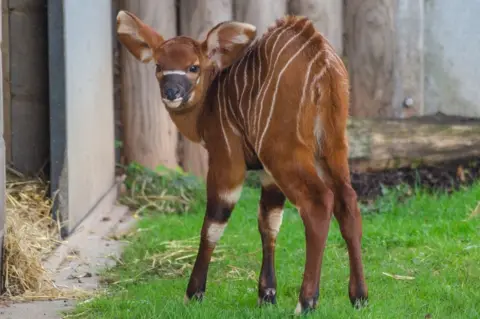 PhotosbyGemma Mountain bongo, Ada