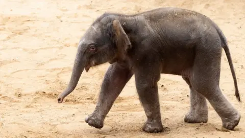 Keepers said the Asian elephant's arrival was a massive success for conservation of the species.