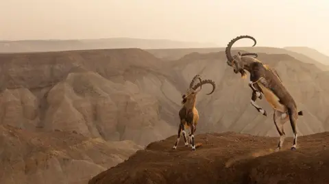 Amit Eshel / Durrell Wildlife Conservation Trust Two antelope jumping on top of a ledge overlooking a rocky valley at sunrise or sunset