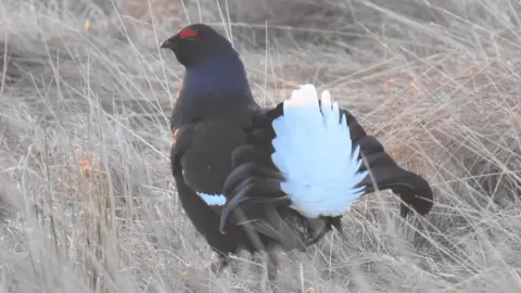 Kevin Cumming Black Grouse