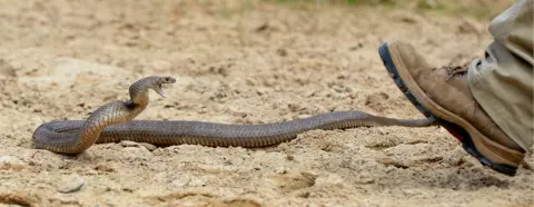 WILLIAM WEST/AFP/Getty Images A deadly Australian eastern brown snake rears up as a snake catcher approaches in a Sydney suburb