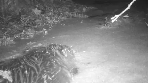 Forestry England Two beavers captured on camera