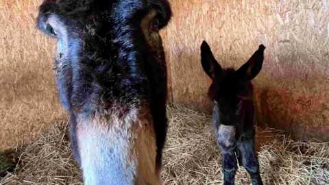 Barnhill Donkeys Retreat A mother donkey and a foal stand together in a stable. The donkeys have thick black fur and white snouts. They also have large ears.