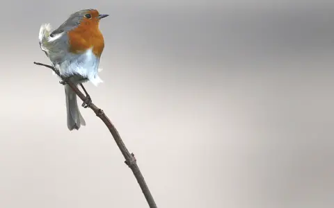 Getty Images European robin