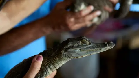 World Animal Protection Caiman Crocodile