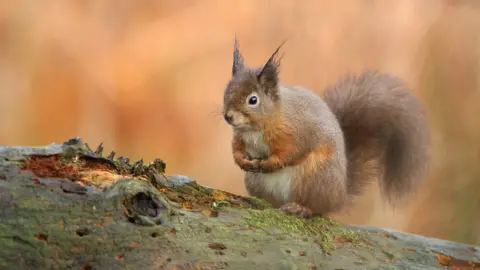 Lorne Gill red squirrel