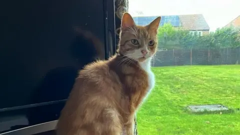 Kat Owen Ginger cat sitting on window sill overlooking fenced lawn