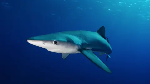 Getty Images Blue shark