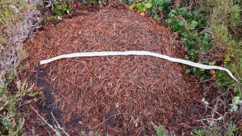 Ross Watson Large anthill surrounded by a plant