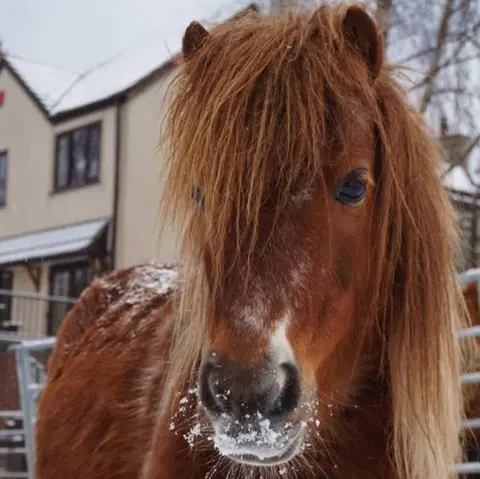 Brinsley Animal Rescue A horse in the snow