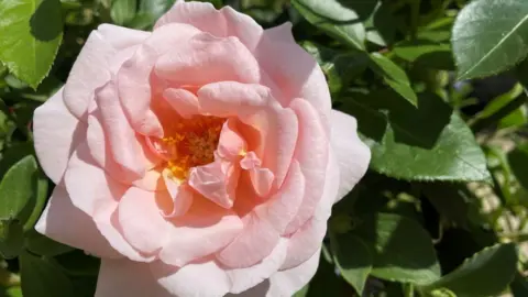 BBC Oxford Physic Rose