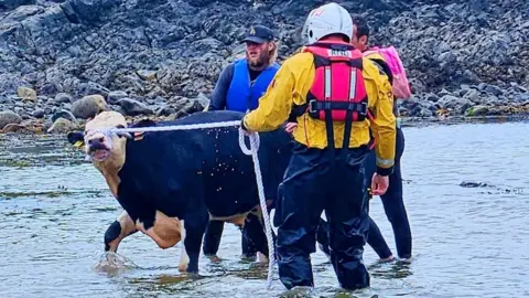 Stranraer RNLI Cattle rescue