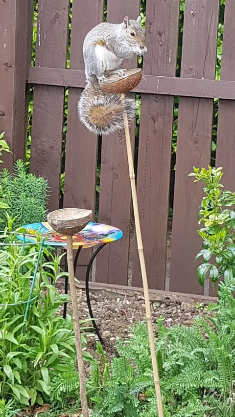 Keith Mulraney Squirrel on a bird feeder