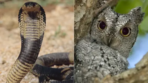 Getty Images Left: A cobra. Right: An owl