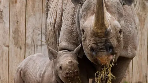 Wild Planet Trust Sita and Zuri