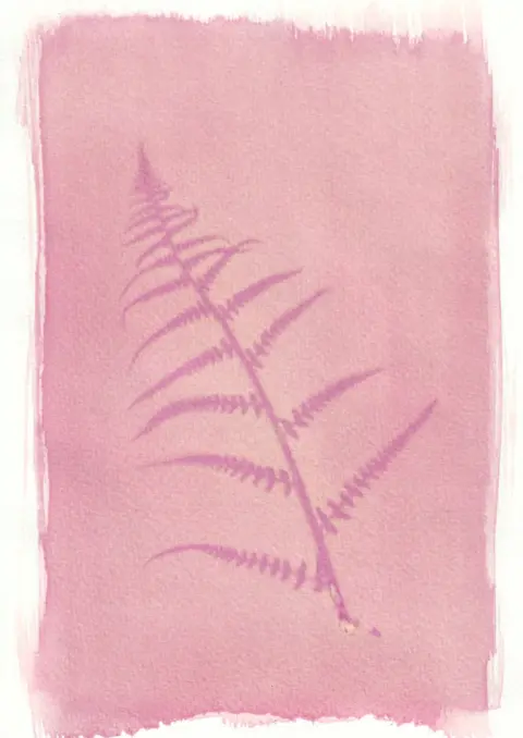 Tim Boddy An anthotype print of a purple piece of bracken