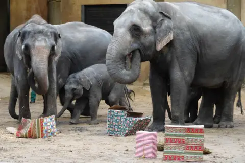 AFP Elephants with boxes of food