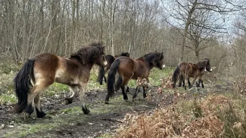 Wilder Blean Project Exmoor ponies at the Wilder Blean Project