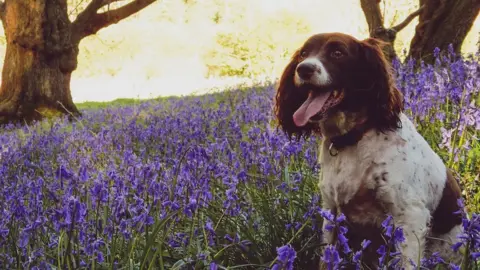Emma Howe Springer spaniel sitting amongst the bluebells