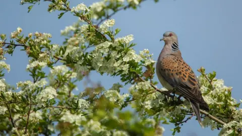 Ben Andrew/RSPB Turtle dove