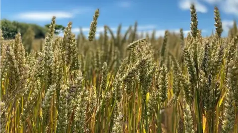 Field of wheat at Dudwell Farm