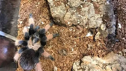 PA Gavin Williamson's spider Cronus