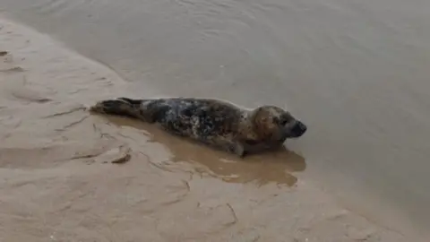 Rebecca Adair The seal at the sea