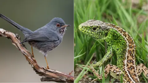 Getty Images Dartford warbler and sand lizard