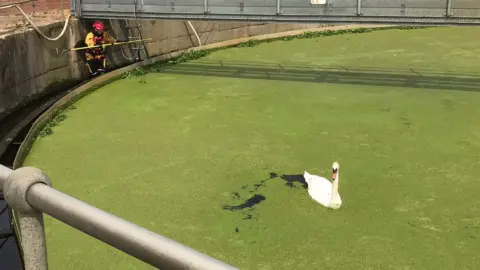 RSCPA Swan in sewage